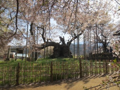IMG 2771 400x300 山梨の山高神代桜と わに塚のサクラ。　もう葉桜でした