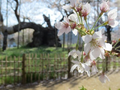 IMG 2774 400x300 山梨の山高神代桜と わに塚のサクラ。　もう葉桜でした