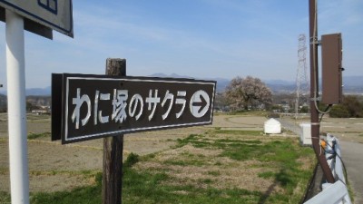 IMG 2822 400x225 山梨の山高神代桜と わに塚のサクラ。　もう葉桜でした