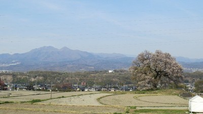 IMG 2823 400x225 山梨の山高神代桜と わに塚のサクラ。　もう葉桜でした