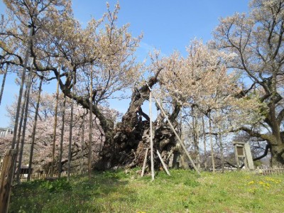 IMG 782 400x300 山梨の山高神代桜と わに塚のサクラ。　もう葉桜でした