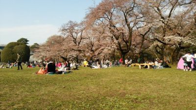 DSC 0125 400x225 小金井公園で花見 2017　桜は5分咲き程度