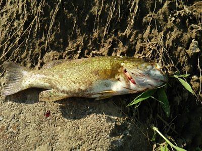釣行記2017 P.1 バス釣りデビューでビギナーズラック! 多摩川(京王相模原線 鉄橋下) DSC 0286 1 400x300 釣行記2017 P.1 バス釣りデビューでビギナーズラック! 多摩川(京王相模原線 鉄橋下)