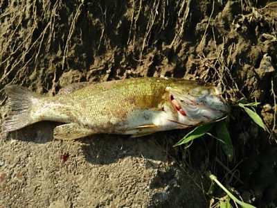 DSC 0286 1 400x300 釣行記2017 P.1 バス釣りデビューでビギナーズラック！　多摩川（京王相模原線 鉄橋下）