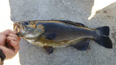 DSC 0038 400x225 釣行記2017 P.27 竿納めに多摩川で念願のデカバス（スモールマウスバス）を仕留める