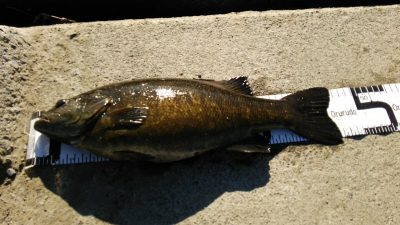 DSC 0040 400x225 釣行記2017 P.27 竿納めに多摩川で念願のデカバス（スモールマウスバス）を仕留める