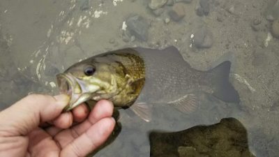 DSC 0005 1 400x225 多摩川 バス釣り ツインドリフトで10連チャンボウズを阻止 アルデバラン入魂｜釣行記 2018 6月 P.26