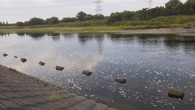 DSC 0010 400x225 多摩川バス釣り 8連チャン ボウズ（涙）｜釣行記 2018 6月 P.24