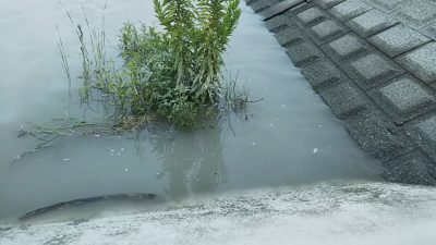 DSC 0057 400x225 台風の影響で多摩川は増水。｜釣行記 2018 7月 P.33