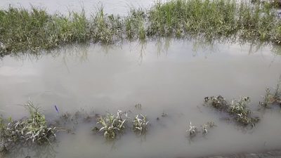 DSC 0062 400x225 台風の影響で多摩川は増水。｜釣行記 2018 7月 P.33