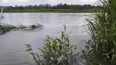 DSC 0064 400x225 台風の影響で多摩川は増水。｜釣行記 2018 7月 P.33