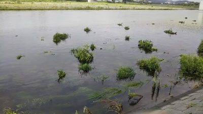 DSC 0069 400x225 増水してるの知ってるけどバス釣り｜釣行記 2018 7月 P.34