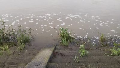 DSC 0082 400x225 多摩川は昨日のゲリラ豪雨で増水して濁り強｜釣行記 2018 8月 P.35