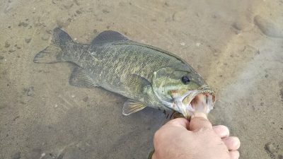 DSC 0143 400x225 多摩川 バス釣り 久し振りのヒットで心臓バクバク｜釣行記 2018 10月 P.43