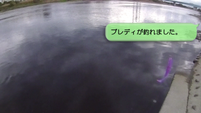 1120 03 400x225 ただ巻きで多摩川バス釣り　ランガンでデカいのがキター！｜釣行記 2018 11月 P.49