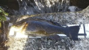 DSC 0098 300x169 2019年 バス釣り年間釣果記録　釣れ率 23％（ボウズ率 77%)　