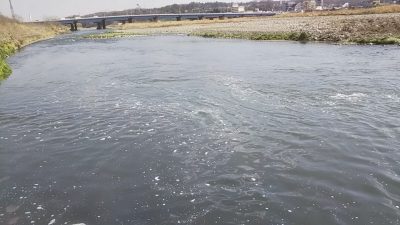 DSC 0109 400x225 ランガンでもノーヒットの多摩川バス釣り その訳は｜釣行記2019 3月 P.08