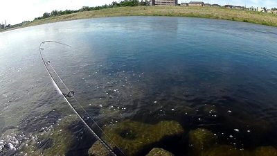 2019 0617 01 400x225 【多摩川 バス釣り】バラシた獲物はデカかった｜釣行記2019 6月 P.22