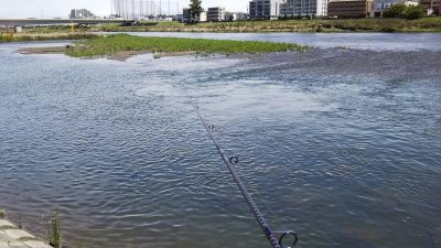 DSC 0007 400x225 【多摩川 バス釣り】バラシた獲物はデカかった｜釣行記2019 6月 P.22