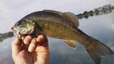 06 400x225 【多摩川 バス釣り】護岸を歩いてズル引き　狙いはインベタのボトム｜釣行記2019 7月 P.26