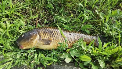 10 400x225 【多摩川 バス釣り】護岸を歩いてズル引き　狙いはインベタのボトム｜釣行記2019 7月 P.26