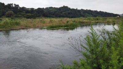 DSC 0007 400x225 【多摩川 バス釣り】梅雨の副産物を探しにランガン｜釣行記2019 7月 P.25