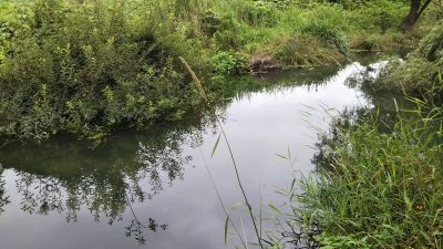 DSC 0009 400x225 【多摩川 バス釣り】梅雨の副産物を探しにランガン｜釣行記2019 7月 P.25