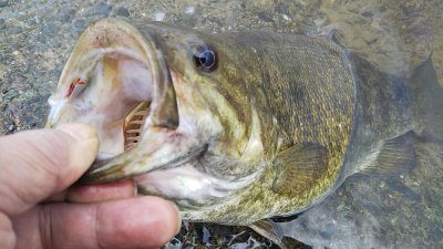 DSC 0140 400x225 【バス釣り 多摩川】2020年 初バスはブリブリのデカバスだ！｜釣行記2020 4月 P.07