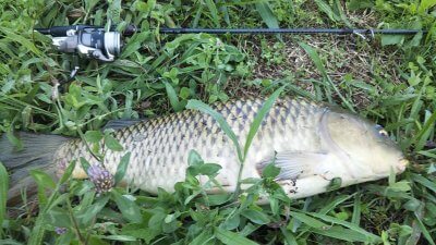 DSC 0152 400x225 【多摩川 バス釣り】朝マズメにテキサスリグで増水＆濁りを攻略？｜釣行記2020 8月 P.13