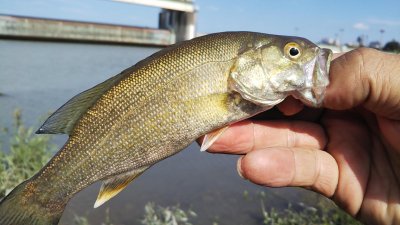 DSC 0175 400x225 【多摩川 バス釣り】ジャッカル「アイシャッド」で小バスが1フィッシュ｜釣行記2020 9月 P.18