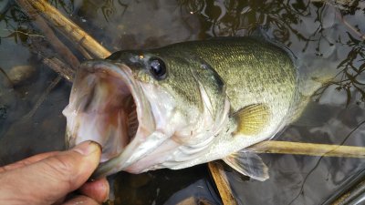 DSC 0178 400x225 【印旛沼 バス釣り】初めてのフィールドで良型1本！（印旛沼西部調整池）｜釣行記2020 10月 P.19