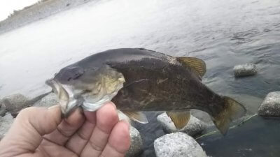 DSC 0279 400x225 【多摩川 バス釣り】夕まずめにスモールが連発　足元で食ってきた｜釣行記2020 10月 P.20