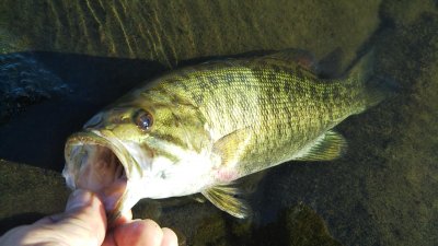 DSC 0401 400x225 【多摩川 バス釣り】虫系（OSP HPバグ）で良型のスモールがヒット｜釣行記2021 8月 P.17