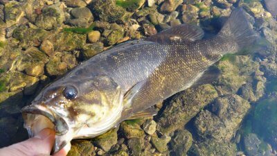 DSC 0244 400x225 【多摩川 バス釣り】朝まずめから投げ散らかし MMZにチョベリグで1本｜釣行記2022 6月 P.15