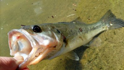 DSC 0497 400x225 亀山湖でキャンプしながらバス釣りはおかっぱり 1泊2日の後編でヒット｜釣行記2022 P.22