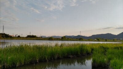 DSC 1192 400x225 静岡野池　バス釣りの下見　清水船越堤公園と麻機遊水地（アサバタユウスイチ）