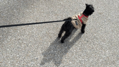 vlcsnap 2026 400x225 ホンダ ヴェゼルで車中泊3連泊｜ワンコ同伴で伊勢神宮へ初詣｜道の駅・温泉・燃費レビュー【HONDA VEZEL VOL.87】