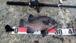 初めての「かぶせ釣り」でビギナーズラック炸裂!まさかのミラクルフィッシュ!