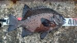 「かぶせ釣り」イシガキダイ36ｃｍとその他いろいろヒット 釣行記2026 9月 P.05