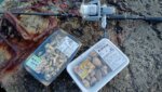バス釣りロッドでかぶせ釣りをやってみたらやらかした｜釣行記2026 9月 P.06